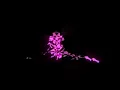 Fearing gorilla ost -