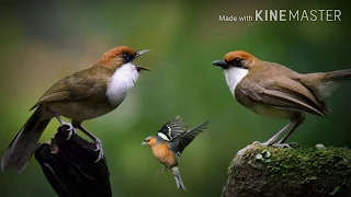 Download Suara pikat segala jenis burung kecil. 💯% Ampuh!! MP3