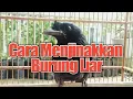 Download Lagu Cara Mudah Menjinakkan Burung Srigunting Krantil // Berbagi Pengalaman Menjinakkan SG Krantil
