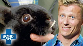 The Most Shocking Animal Teeth Cases Ever Seen 😱 | Bondi Vet