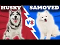 Husky VS Samoyed-Comparison
