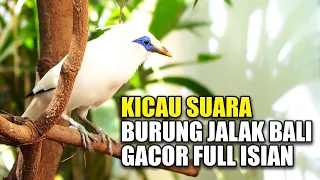 Download SUARA KICAU BURUNG JALAK BALI GACOR FULL ISIAN DI KANDANG AVIARY SEDERHANA MP3