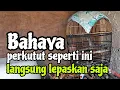 Download Lagu Bahaya perkutut seperti ini langsung kita lepaskan saja