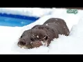 Lagu Swimming in Snow?! Otters Having the Best Time in Heavy Snow!