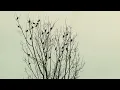 Evening Grosbeaks in Maine January 2026
