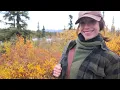 Download Lagu Alaska Fall Hunt \u0026 Forage | Moose, Grouse + Mushrooms