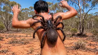 10 Najopasnijih Australijskih Stvorenja Na Svijetu – Broj 1 Je Najsmrtonosniji!