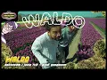 Download Lagu Bokoesam \u0026 Jacin Trill - Waldo (Prod. yungsnem)