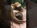 Why Opossums Don t Get Rabies