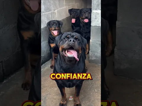 🐕 Rottweiler vs Pastor Alemán | ¡La Comparación Definitiva! 🔥 #shorts