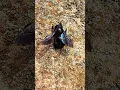 Lagu Xylocopa Violacea