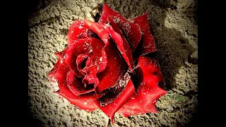 الشــاب حـسـني مـزال سوفـونيـر عـنـدي  الشــاب حـسـني مـزال سوفـونيـر عـنـدي