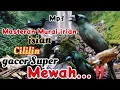 Lagu Masteran Murai irian isian Cililin...‼️GACOR SUPER MEWAH