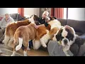 Download Lagu Wanneer grote honden het lievelingskind van de liefste vader worden ❤️