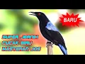 Download Lagu MASTERAN BURUNG - SUARA CUCAK BIRU GACOR FULL JERNIH