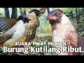 Download Lagu AJIB,‼️ SUARA PIKAT KUTILANG RIBUT. BIKIN KUTILANG LIAR EMOSI MENDEKAT..