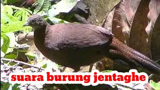 suara burung krew burung kuau kerdil asli sumatra