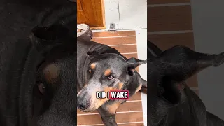 #fyp #pets #doberman #dream #boat