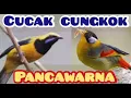Download Lagu Burung Cucak Cungkok dan Pancawarna Gacor