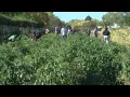 Albuquerque farm offers free produce while supplies last amid indefinite hold on food stamps