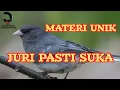 Suara Burung Dark-eyed Junco Asli – Kicauan Lembut dari Alam Dingin Amerika 🌲🐦