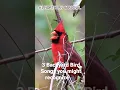 Download Lagu 3 Lagu Burung di Pekarangan Belakang Rumah yang Mungkin Anda Kenali