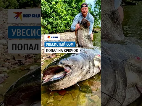 Трофейного сома поймал рыбак из Нижнего Новгорода в Волге
