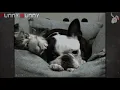 Cute doggy GIFs GIF s GIF