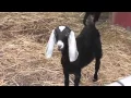 Download Lagu Goat sounds