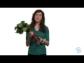 Whole Foods vs Processed foods - Ellie Freeman