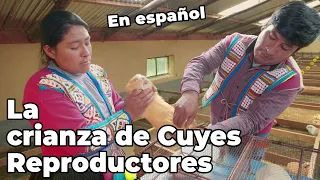 la Crianza de Cuyes Reproductores