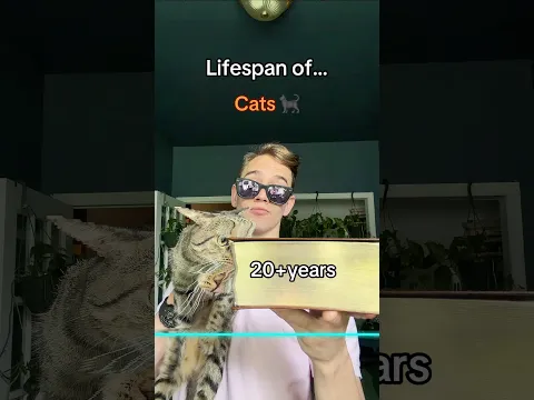 The lifespan of ____?π€