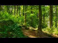 Lagu 🌳 4K - Relaxing Nature Sounds For Stress Relief, Forest Sounds, Bird Song, ASMR, No AI