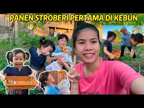 Download MP3 BAWA MAMA MERTUA PERGI PIJAT BADAN \u0026 PANEN STROBERI BERSAMA DI KEBUN