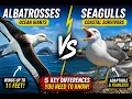 Albatrosses vs Seagulls The Surprising Differences Explained