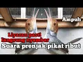Download Lagu suara pikat prenjak ribut ampuh anti zonk ampuh untuk pikat liyaran