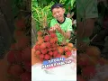 Lagu TUTORIAL MAKAN RAMBUTAN‼️🤣#hafizarsyad13 #komedi #funny #lucu #ngakak #kocak #durian #mukbang