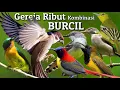 Download Lagu Mp3 Pikat Burung - Gereja Ribut kombinasi Suara Burcil
