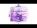 SIDEPIECE - Acrobatic (J. Worra Remix) | Insomniac Records