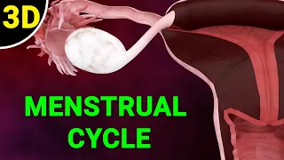 Menstrual Cycle Explained Phases Of The Menstrual Cycle Ovulation Process 