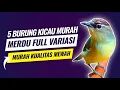 Lagu 5 Burung kicau murah suara merdu full variasi part2