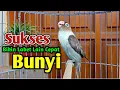 Download Lagu SUARA BURUNG LOVEBIRD NGEKEK PANJANG, PANCINGAN LOVEBIRD AMPUH SUKSES BIKIN LABET LAIN CEPAT Bunyi