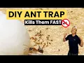 Download Lagu DIY Ant Trap That Actually Works! | Homemade Sugar Ant Killer with Borax