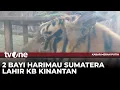 Download Lagu Satwa Langka Harimau Sumatera Ada di Kebun Binatang Kinantan | Kabar Merah Putih tvOne