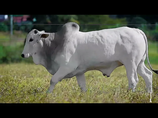 Touro Nelore FDY - 150