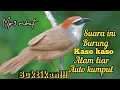 Download Lagu MP3 PIKAT DAN PEMANGGIL BURUNG KASO-KASO,TEPUS GELAGAH TARUNG DI ALAM LIAR