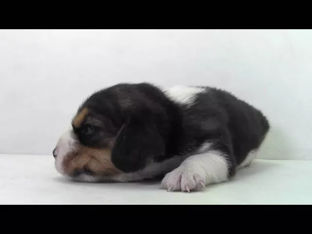 動画