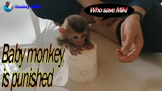 baby monkey is disciplined for not listening to mother monkey miki