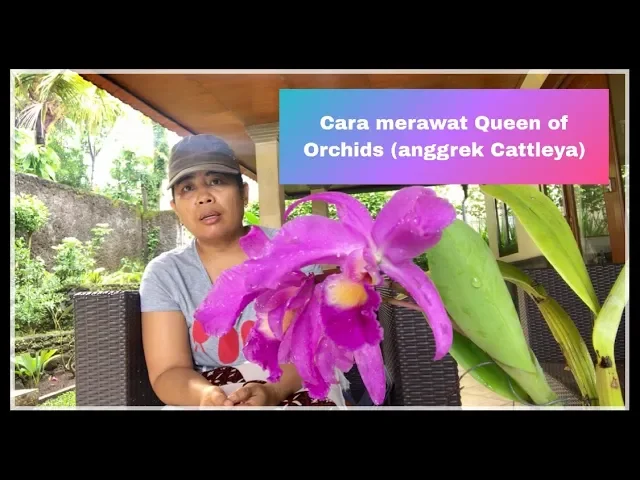 CARA MERAWAT QUEEN OF ORCHIDS (ANGGREK CATTLEYA) BIAR CEPAT BERBUNGA