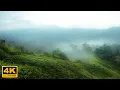 Lagu suara burung di kebun teh | nature sound | sura relaksasi